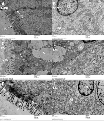 Effects of whole maize high-grain diet feeding on colonic fermentation and bacterial community in weaned lambs